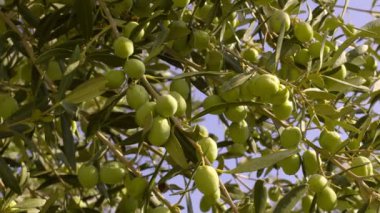 Ağaçtaki zeytinler. Yaz boyunca olgun meyvelerle dolu bir zeytin dalı..