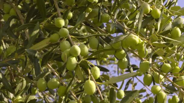 Oliven Auf Dem Baum Ein Zweig Voller Reifer Früchte Sommer — Stockvideo