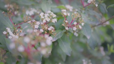 Beyaz Çiçek, Viburnum Tinus Lucidum. Beyaz Çiçekler, Kartopu, Viburnum Tinus Lucidum. Bahçedeki beyaz çiçekleri yakından incele Viburnum opulus. Odaklanma noktası arkadan öne hareket ediyor.