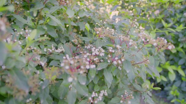 Fehér Virág Viburnum Tinus Lucidum Fehér Virágok Kartopu Viburnum Tinus — Stock videók