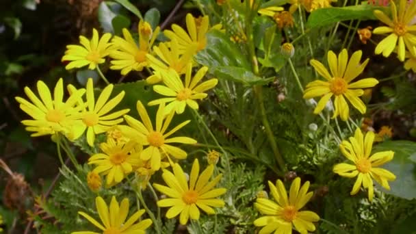 Böcekli Çiçekler Video Doğada Sarı Çiçeklerin Üzerinde Sürünen Arıların Kelebeklerin — Stok video