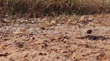 Close-Up Of Ants Moving. This stock video features an extreme close-up shot of ants moving on a path.