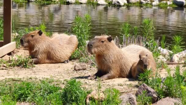 Capybara Family Resting Stock Video Shows Family Capybaras Resting River — Stock Video