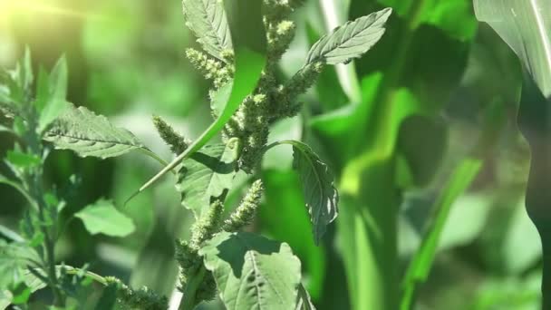 Corn Plant Close Close Shot Corn Video Presents Close Shot — Wideo stockowe