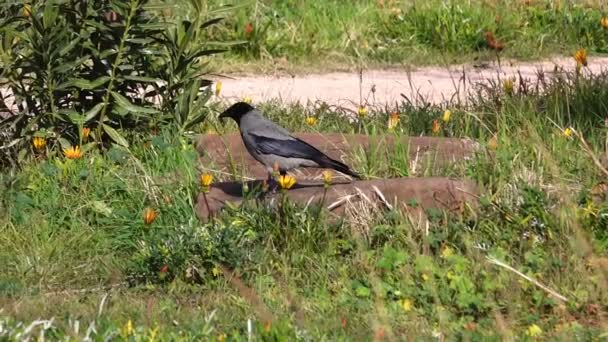 乌鸦在自然界中寻找食物 — 图库视频影像