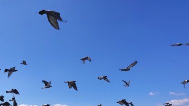 Güvercinler uçuyor, yavaş çekim. Bu video güvercinlerin uçuşunu yavaş çekimde gösteriyor..