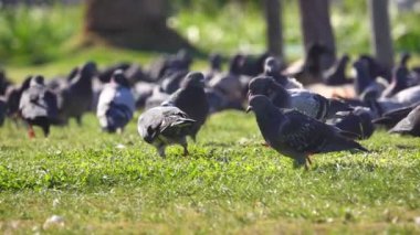 Parktaki yeşil çimlerde yemek yiyen şehir güvercinlerini kapatın. Düşük açı, yavaş çekim, sığ alan derinliği.