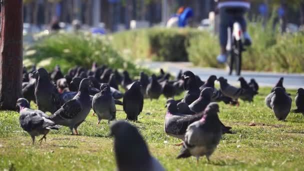 Zbliżenie Miejskich Gołębi Jedzących Jedzenie Zielonej Trawie Parku Niski Kąt — Wideo stockowe