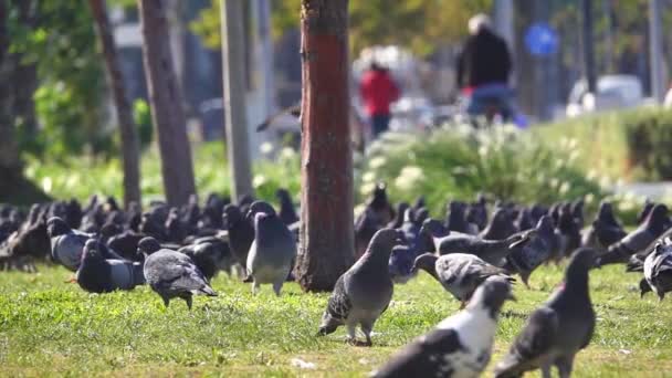 Zbliżenie Miejskich Gołębi Jedzących Jedzenie Zielonej Trawie Parku Niski Kąt — Wideo stockowe