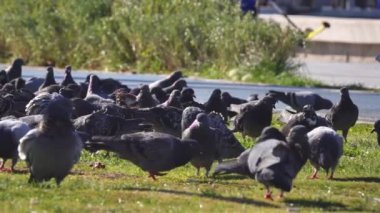Parktaki yeşil çimlerde yemek yiyen şehir güvercinlerini kapatın. Düşük açı, yavaş çekim, sığ alan derinliği.