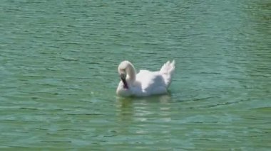 Gölde yıkanan ördekler, yağmurlu bir günde gölde yüzen iki vahşi ördeğin görüntülerini gösteren harika bir stok videosudur..