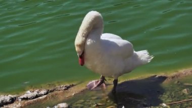 White duck cleaning near the green lake.