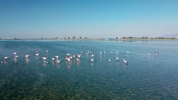 Flock Flamingos Flying Salt Lake Αργή Κίνηση — Αρχείο Βίντεο