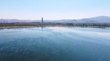 Flamingolar gölün üzerinde uçuyor. Bu stok videosu suyun üzerinde uçan flamingoların hava görüntülerini gösteriyor. Video, bir göl üzerinde uçan flamingo sürüsünü gösteriyor..