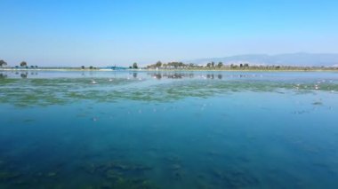 Flamingolar gölün üzerinde uçuyor. Bu stok videosu suyun üzerinde uçan flamingoların hava görüntülerini gösteriyor. Video, bir göl üzerinde uçan flamingo sürüsünü gösteriyor..