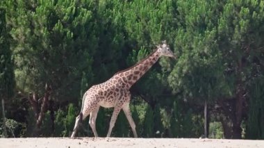Zürafa doğa parkında yürüyor..