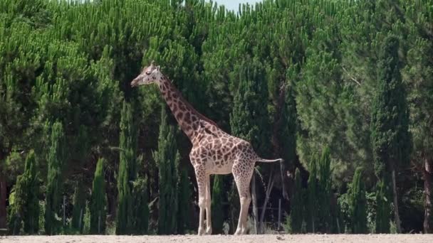 Giraffe Pee Nature Park — Stock Video