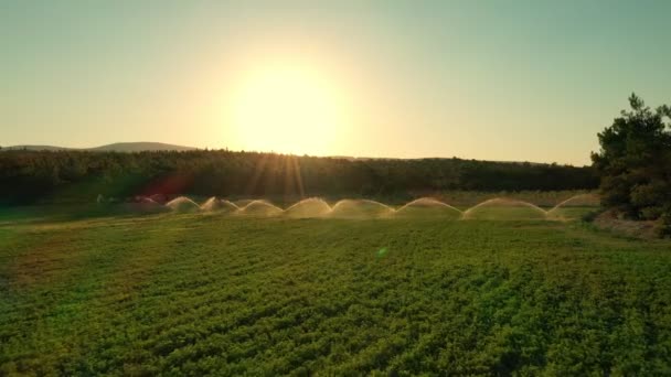 Irrigatiewater Spuit Groen Veld Groene Landbouwveld Bij Zonsondergang Prachtige Zonnestralen — Stockvideo