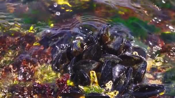 Μεσογειακά Μύδια Mytilus Galloprovincialis Βράχους Πάνω Από Μαύρη Θάλασσα — Αρχείο Βίντεο