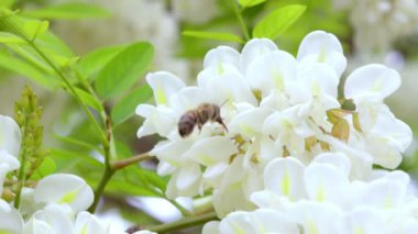 Bal Arısı ve Beyaz Çiçekler. Beyaz çiçeklerden polen çıkaran çalışan bir arıyı yakından çek. tozlama görevi işleniyor.