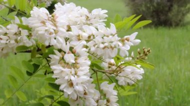 Beyaz çiçekler. Beyaz çiçekli bir ağacın dalında çiçekler