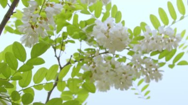 Beyaz çiçekler. Beyaz çiçekli bir ağacın dalında çiçekler