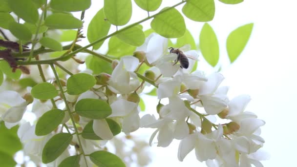 Λευκά Λουλούδια Και Μέλισσα Κοντινό Πλάνο Μιας Μέλισσας Που Βγάζει — Αρχείο Βίντεο
