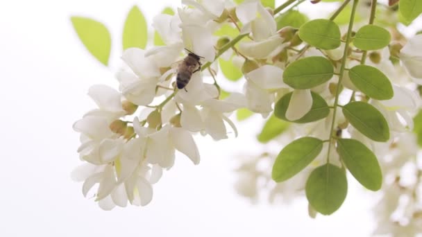 White Flowers Bee Close Shot Working Bee Which Extracts Pollen — Stok video