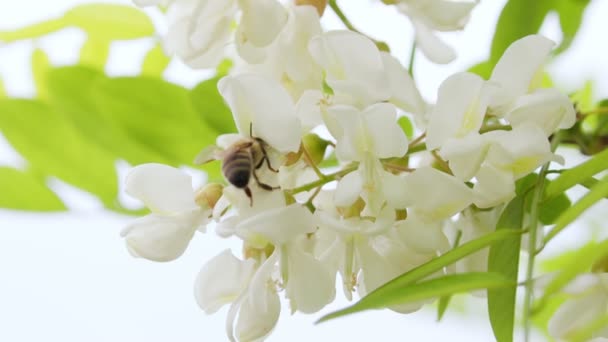 白い花と蜂 いくつかの白い花から花粉を抽出する作業蜂のショットを閉じます 授粉作業を処理し — ストック動画