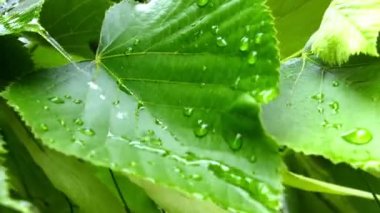 Büyük yeşil yapraktan akan su damlaları.