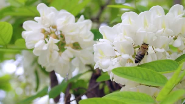 White Flowers Bee Close Shot Working Bee Which Extracts Pollen — Wideo stockowe