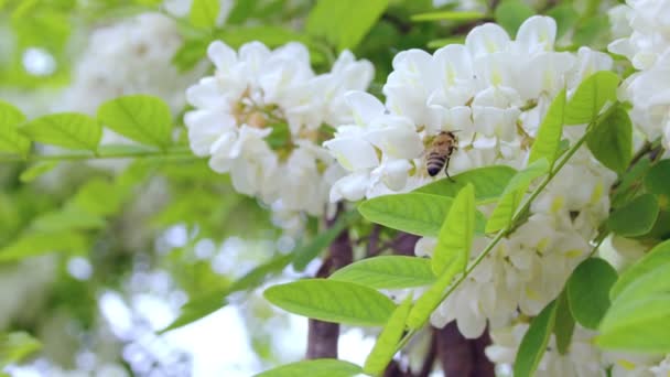White Flowers Bee Close Shot Working Bee Which Extracts Pollen — Stockvideo