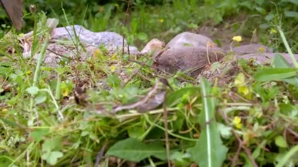 Onkruid Opruimen Met Pikhouweel Close Uitzicht Mens Onkruid Ruimen Tuin — Stockvideo