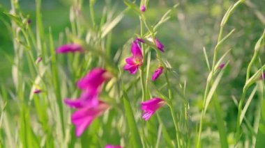 Orkide-Sophornitella. Pembe Çiçek Sophronitella bizim bildiğimiz orkidenin kız kardeşidir. Gösterişli egzotik bir çiçek olarak bilinir. Güzel Pembe Çiçek 'in yakın görüntüsü, Bahçedeki Sophronitella.