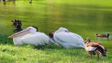 Pelicans. This video features a shot of two pelicans resting on the grass. It is a beautiful sunny day and there are some ducks swimming on the lake. 