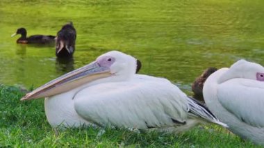 Pelicans grooming by the lake. White Pelicans Grooming. This video shows a white pelican grooming itself with its beak in front of a pond filled with ducks.