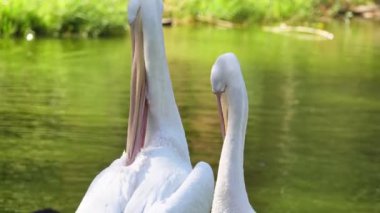 Pelikanlar göl kenarında tımarlanıyor. Beyaz Pelikanlar Tımar Ediyor. Bu video beyaz bir pelikanın ördekle dolu bir göletin önünde gagasıyla kendini tımar edişini gösteriyor..