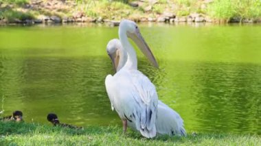 Pelikanlar göl kenarında tımarlanıyor. Beyaz Pelikanlar Tımar Ediyor. Bu video beyaz bir pelikanın ördekle dolu bir göletin önünde gagasıyla kendini tımar edişini gösteriyor..