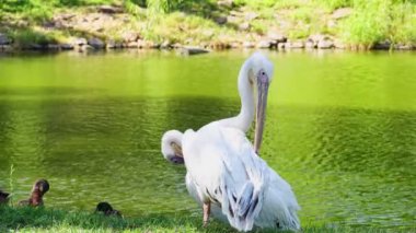 Pelicans grooming by the lake. White Pelicans Grooming. This video shows a white pelican grooming itself with its beak in front of a pond filled with ducks.