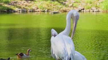 Pelikanlar göl kenarında tımarlanıyor. Beyaz Pelikanlar Tımar Ediyor. Bu video beyaz bir pelikanın ördekle dolu bir göletin önünde gagasıyla kendini tımar edişini gösteriyor..