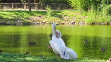 Pelikanlar göl kenarında tımarlanıyor. Beyaz Pelikanlar Tımar Ediyor. Bu video beyaz bir pelikanın ördekle dolu bir göletin önünde gagasıyla kendini tımar edişini gösteriyor..