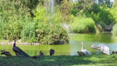 Pelicans grooming by the lake. White Pelicans Grooming. This video shows a white pelican grooming itself with its beak in front of a pond filled with ducks.
