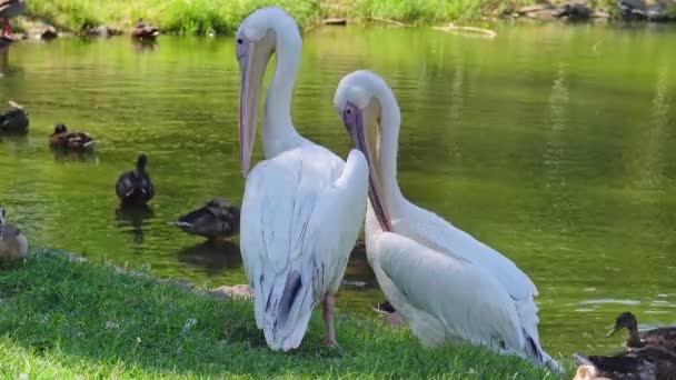 Des Pélicans Toilettant Près Lac Pelicans Blancs Toilettage Cette Vidéo — Video