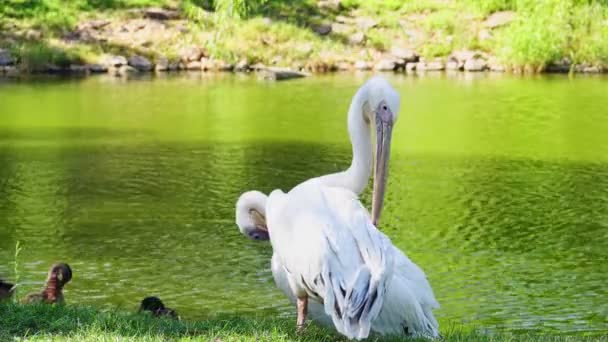 Pelicans Grooming Lake White Pelicans Grooming Video Shows White Pelican — Vídeo de Stock