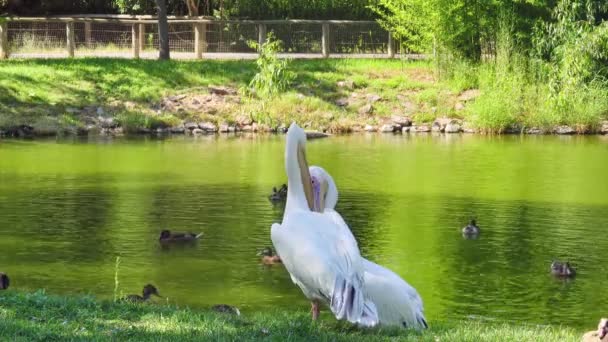 Pelicans Grooming Lake White Pelicans Grooming Video Shows White Pelican — Videoclip de stoc