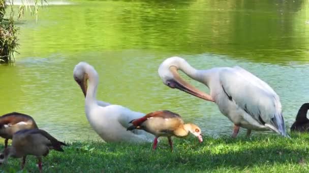 Pelikany Przygotowujące Się Nad Jeziorem Biali Pelikani Przygotowują Się Ten — Wideo stockowe