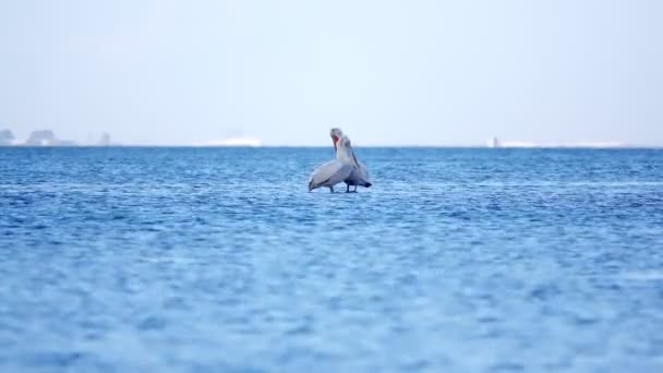 Пеликаны Видео Показывает Двух Пеликанов Плавающих Океане Прекрасный Солнечный День — стоковое видео