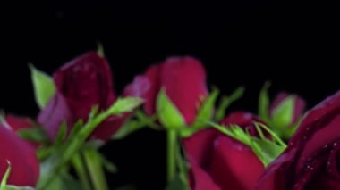 Su damlalı kırmızı güller. Bu video, siyah arka planda kaydırak ve laowa 24 mm prob lensleriyle çekilmiş güzel kırmızı güller gösteriyor. Güller çok büyük ve süper makro görünüyor..