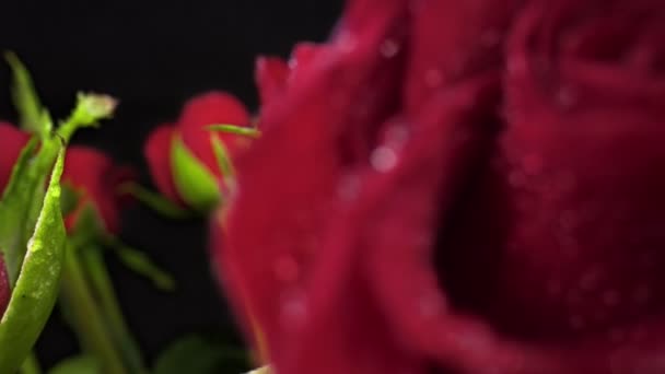 Red Roses Water Drops Video Shows Some Beautiful Red Roses — Vídeo de stock