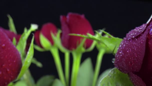 Rosas Rojas Con Gotas Agua Este Video Muestra Algunas Hermosas — Vídeos de Stock
